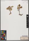 Foto von Salix reticulata L.